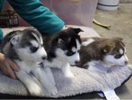 Husky puppies