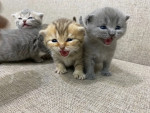 Scottish Kittens for free