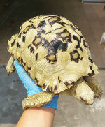 Tortoise