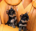 AKC Gorgeous Teacup Yorkie Puppies!