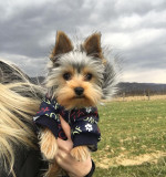 Adorable Yorkie puppy