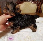 Yorkies puppies for adoption