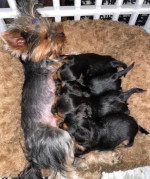 Yorkie for adoption