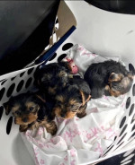 Yorkies for adoption