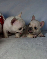 French bulldog puppies 🐶 available looking for new owners