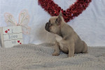 #French #Bulldogs or #Frenchies #puppies available
