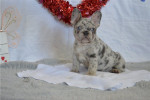 #French #Bulldogs or #Frenchies #puppies available