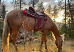 Adorable horse looking for a new home