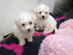 Bichon frise puppies for sale
