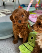 ✨️Exceptional Japanese & US Champion Toy maltipoo