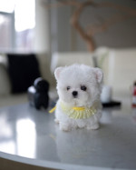 Super cute and healthy Pomeranian Puppies available for a new home.