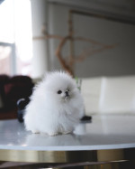 Super cute and healthy Pomeranian Puppies available for a new home.