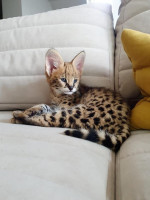 SWEET SAVANNAH SERVAL & CARACAL KITTENS READY