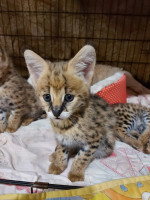 SWEET SAVANNAH SERVAL & CARACAL KITTENS READY