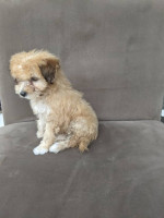 Maltipoo Regular Size