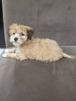 Maltipoo Regular Size