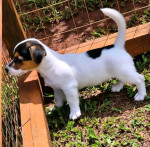 Jack Russell dogs and puppies for sale