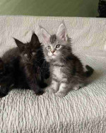 Male And Female Maine Coon Kittens for Sale