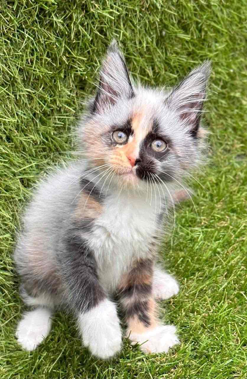 Maine Coon Kitten