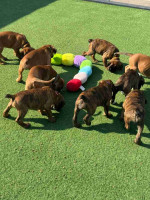 Boxer puppies