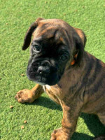 Boxer puppies