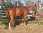 Beautiful mare looking for a new family