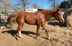 Beautiful mare looking for a new family