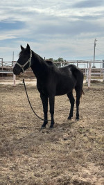 Confusion Range Mustang – Project Mare for Experienced Home