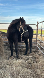 Confusion Range Mustang – Project Mare for Experienced Home