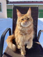Adorable maine coon kitten