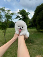 Pomeranian Puppies for Adoption