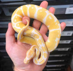 Albino pied ballpython