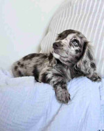 Purebred Dachshund Puppies For Sale Very Adorable
