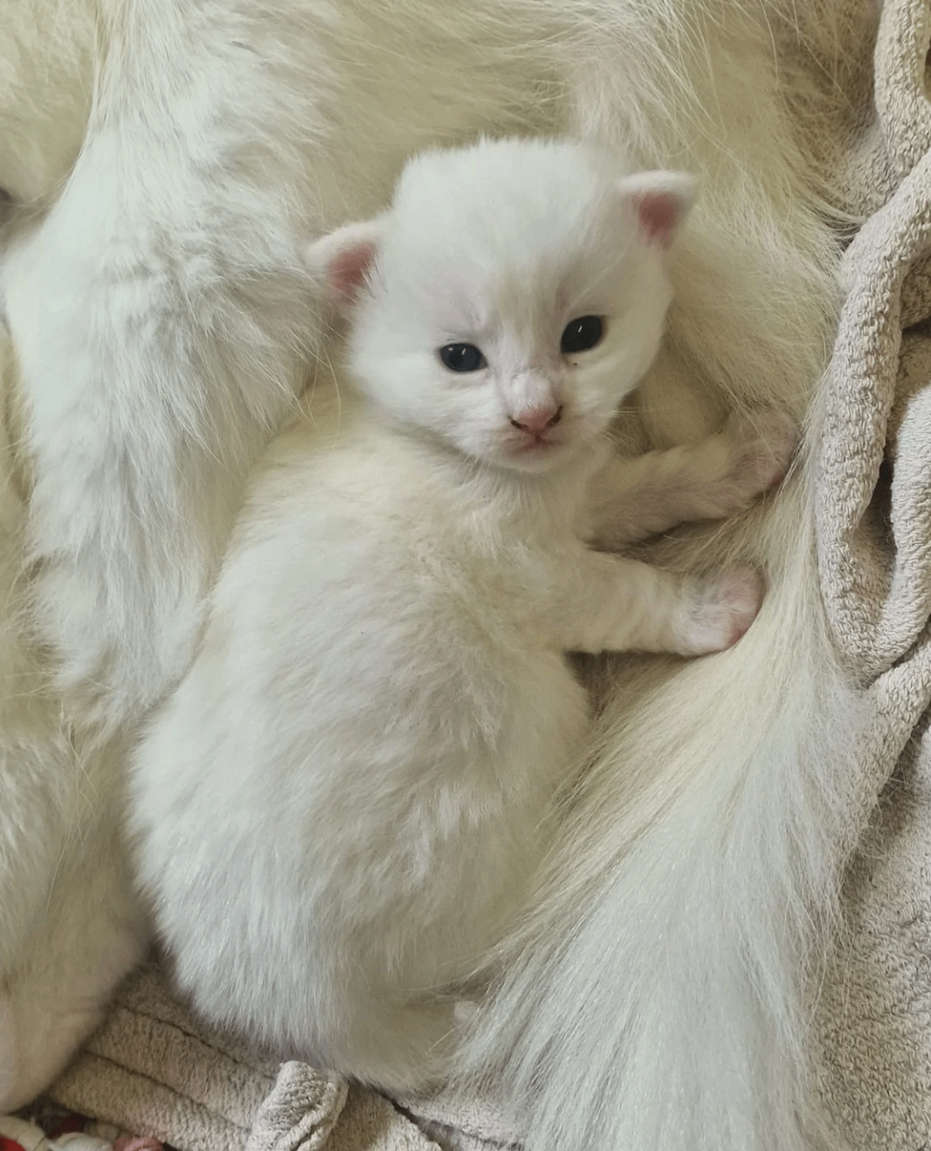 Norwegian Forest Cat kittens