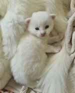 Norwegian Forest Cat kittens