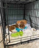 Shih tzu puppy for Adoption