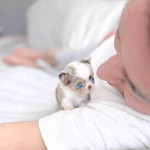 Available now for adoption and very healthy and ready to go. Now, message us for more details, please