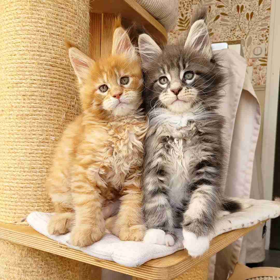 Sweet Maine Coon Kittens Available for Adoption — Bring Home a Gentle Giant!