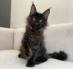 Maine coons kittens