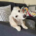 Dachshund puppy For adoption