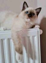 Beautiful litter of Ragdoll kittens available for new homes.