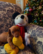 Our six weeks old Jack