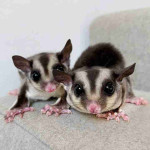 Adopt a Sugar Glider! 🐾✨