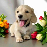 Dachshund for adoption