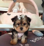 Yorkei puppies