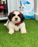 Shih tzu puppy for Adoption
