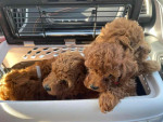 Available for adoption