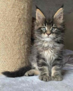 Maine coon kittens for rehoming