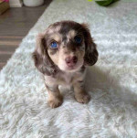 Mim Dachshund puppies available