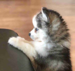 Healthy Pomsky puppies available.